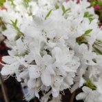 Azalka japonská (Azalea japonica) ´PALESTRINA BLANCHE´ - výška 50-60 cm, kont. C2L - NA KMIENKU